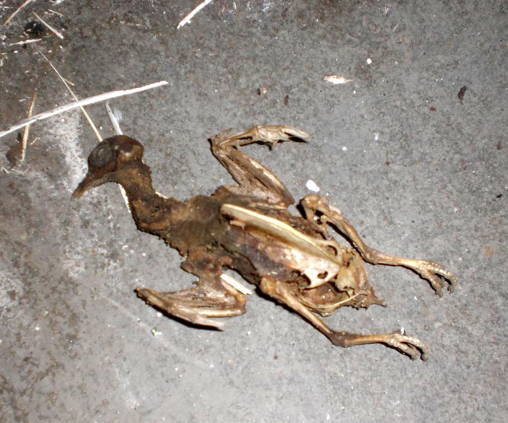 CIMG3494 (Large).JPG