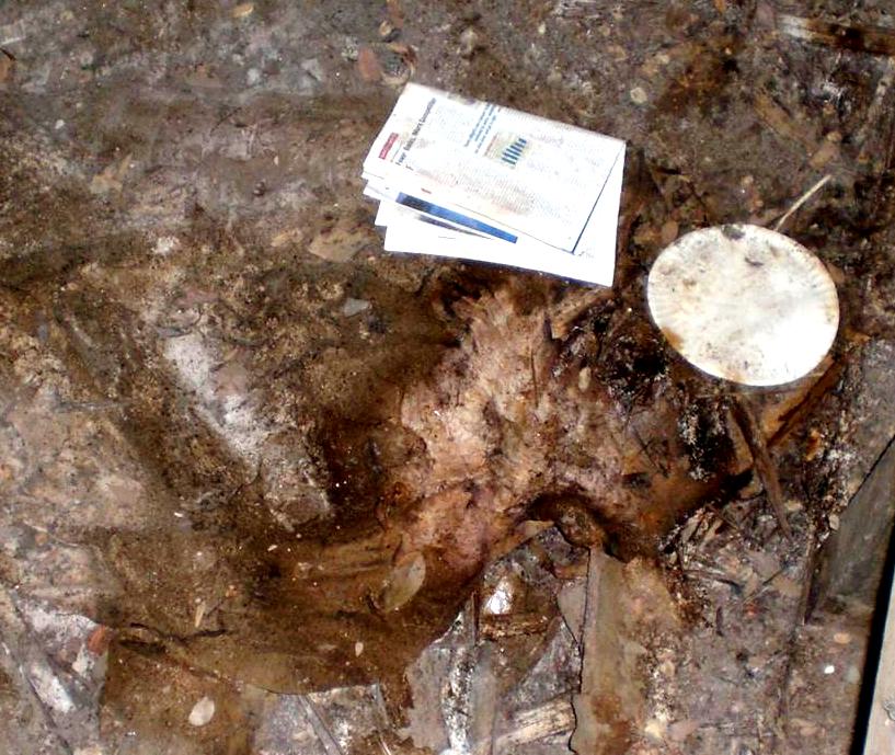 CIMG4088 (Large).JPG