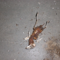 CIMG3461 (Large).JPG