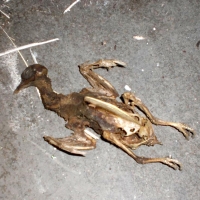 CIMG3494 (Large).JPG