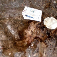 CIMG4088 (Large).JPG